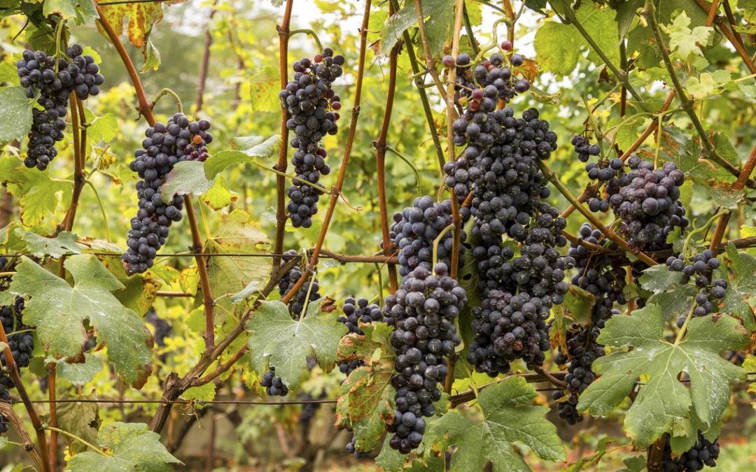 Vendemmia in Valtellina: la tradizione dei terrazzamenti