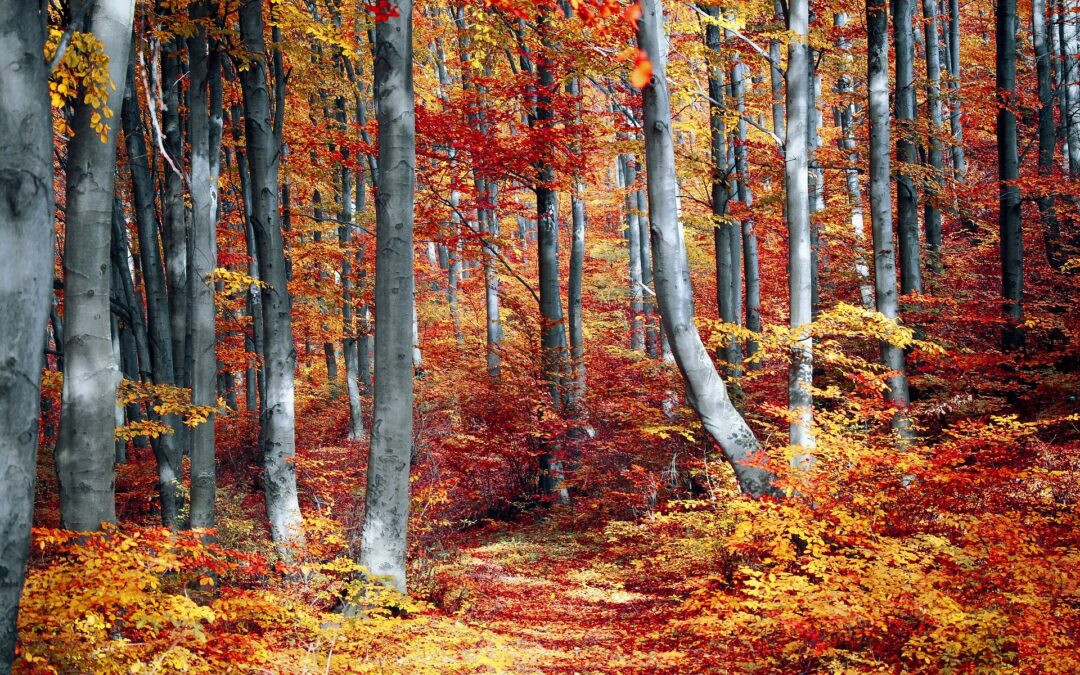 Autunno in Valtellina: fra sport, enogastronomia e cultura