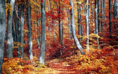 Autunno in Valtellina: fra sport, enogastronomia e cultura