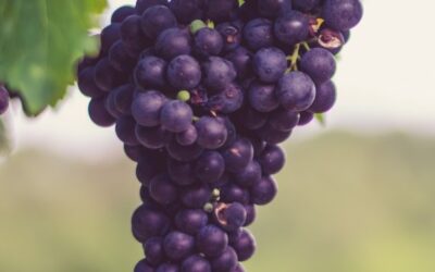 Vini Valtellina: un incontro fra territorio e passione
