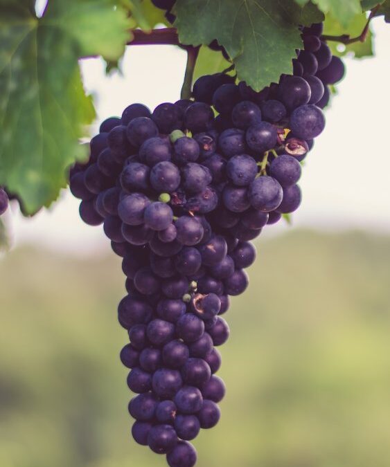 Vini Valtellina: un incontro fra territorio e passione